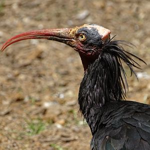 Waldrapp (Geronticus eremita)