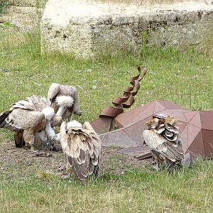 La curée des vautours