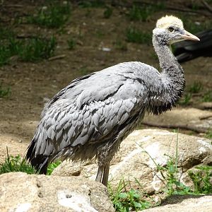 Demoiselle crane (Grus virgo)