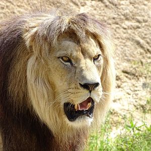 Lion (Panthera leo)