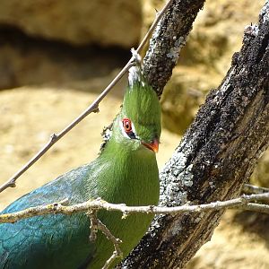 Livingstone's turaco (Tauraco livingstonii)