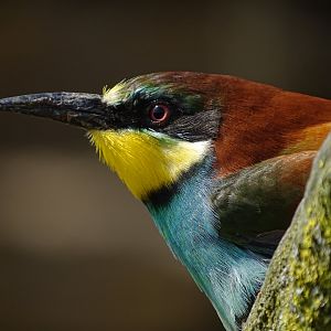 European bee-eater (Merops apiaster)