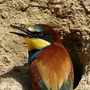 European bee-eater (Merops apiaster)