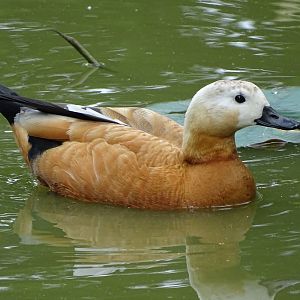Ruddy shelduck (Tadorna ferruginea)