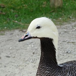 Emperor goose (Anser canagicus)