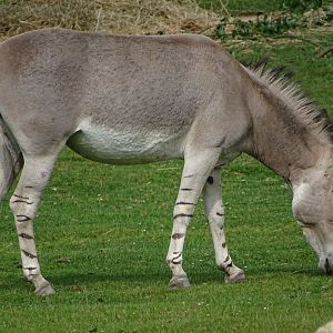 Somali wild ass (Equus africanus somaliensis)