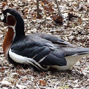 Red-breasted goose (Branta ruficollis)