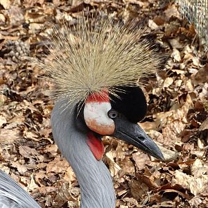 Grey crowned crane (Balearica regulorum)