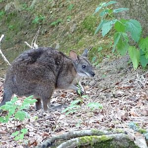 Parma wallaby (Notamacropus parma)