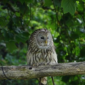 Ural owl (Strix uralensis)