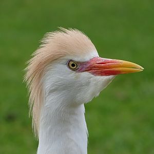 Western cattle egret (Ardea ibis)