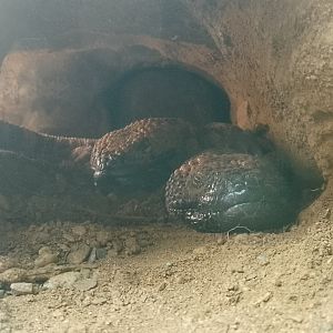 Gila Monster 310525