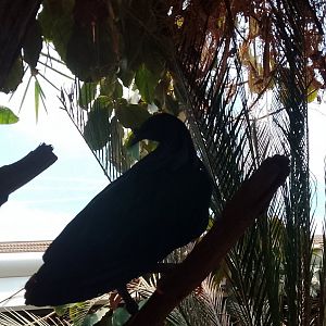 Nicobar Pigeon 010625