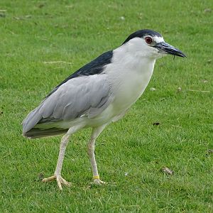 Black-crowned night heron (Nycticorax nycticorax)