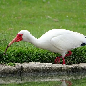 American white ibis (Eudocimus albus)