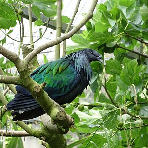 Nicobar pigeon (Caloenas nicobarica)