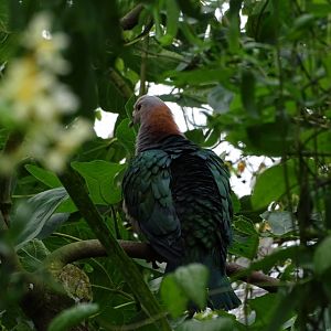 Green imperial pigeon (Ducula aenea)