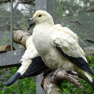 Pied imperial pigeon (Ducula bicolor)