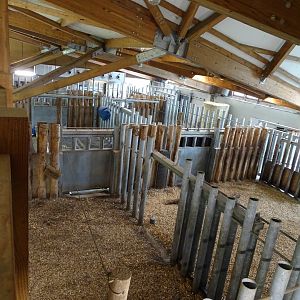 Indian rhinoceros (Rhinoceros unicornis) indoor