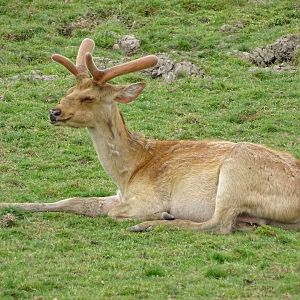 Barasingha (Rucervus duvaucelii)