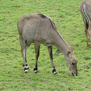 Nilgai (Boselaphus tragocamelus)