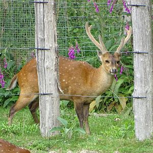 Hog deer (Axis porcinus)