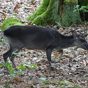 Blue duiker (Philantomba monticola)