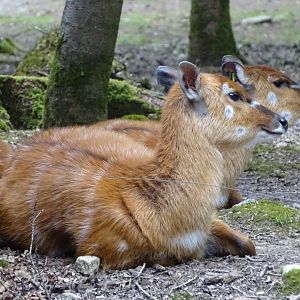Sitatunga (Tragelaphus spekii)