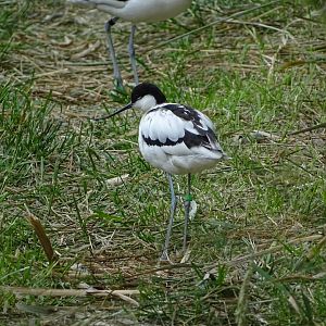 Pied avocet (Recurvirostra avosetta)