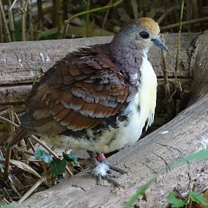 Cinnamon ground dove (Gallicolumba rufigula)