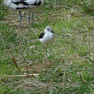 Black-winged stilt (Himantopus himantopus)