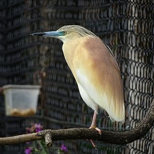 Squacco heron (Ardeola ralloides)