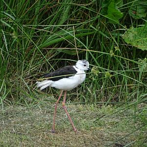 Black-winged stilt (Himantopus himantopus)