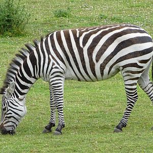 Grant's zebra (Equus quagga boehmi)