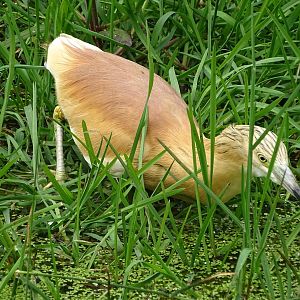 Squacco heron (Ardeola ralloides)