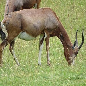 Blesbok (Damaliscus pygargus phillipsi)