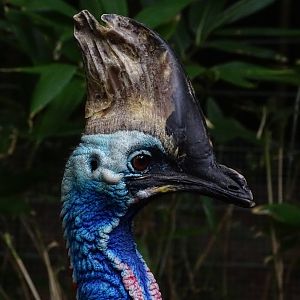 Southern cassowary (Casuarius casuarius)