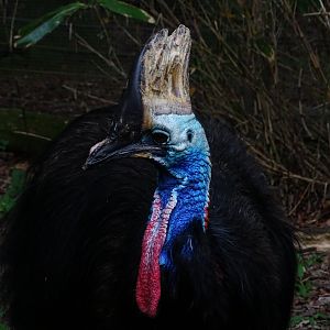 Southern cassowary (Casuarius casuarius)