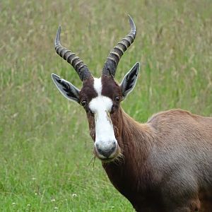 Blesbok (Damaliscus pygargus phillipsi)