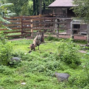 Australia-Western Gray Kangaroo