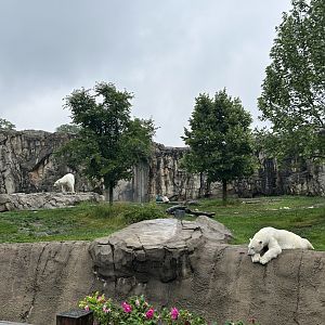 Great Bear Wilderness- Polar Bears