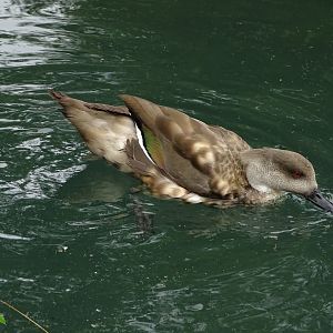 South American crested duck (Lophonetta specularioides)