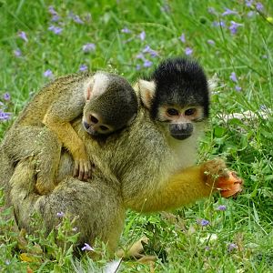 Peruvian squirrel monkey (Saimiri boliviensis peruviensis)