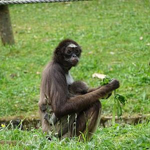 Brown spider monkey (Ateles hybridus)