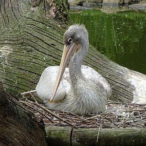 Pink-backed pelican (Pelecanus rufescens)