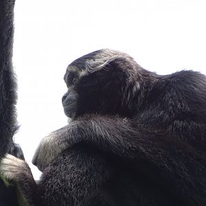 Pileated gibbon (Hylobates pileatus)