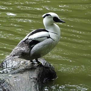 Smew (Mergellus albellus)