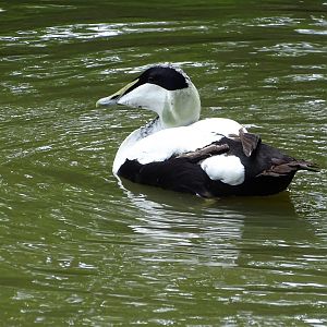 Common eider (Somateria mollissima)