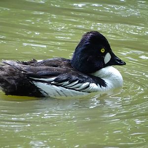 Common goldeneye (Bucephala clangula)