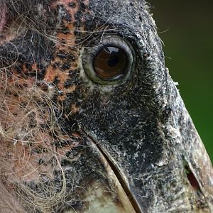 Marabou stork (Leptoptilos crumenifer)